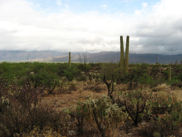 Desert Ecology Trail, Cactus Forest Drive, Saguaro National Park 16