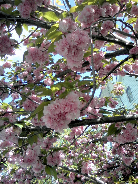 A Canopy of Cherry Blossoms