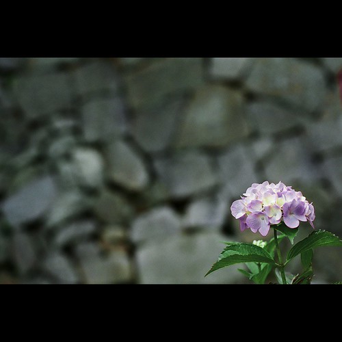 Hydrangea#13 | by shotam