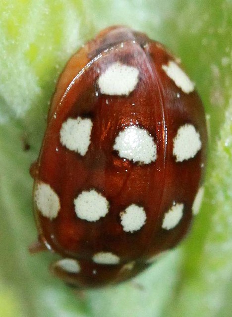 cream-spot ladybird Calvia 14-guttata (coccinellidae)