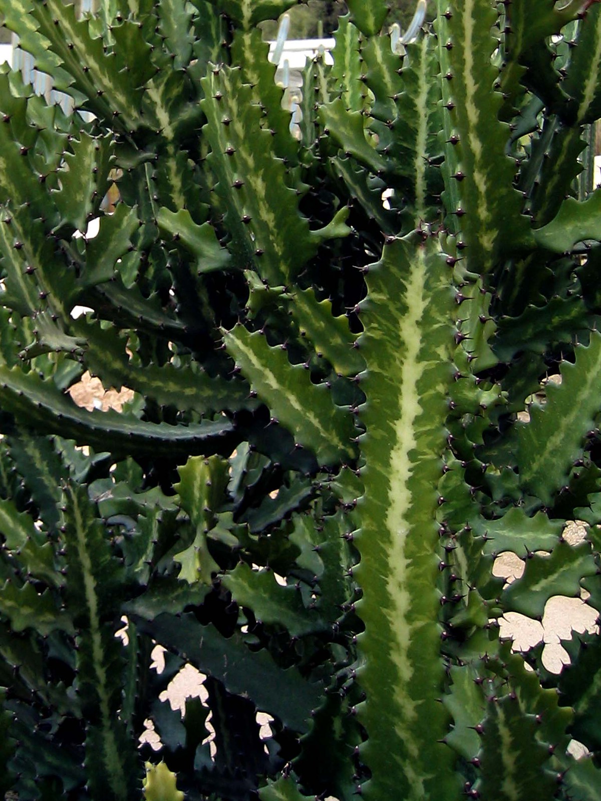 Cactus 14