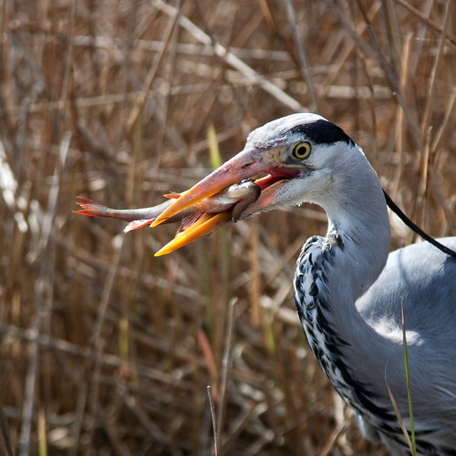 IMG_3860-Edit by Frank Darnell