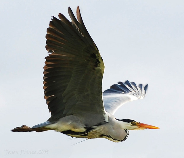 Heron on the wing