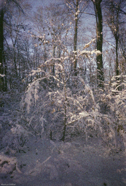 wintery forest on expired film