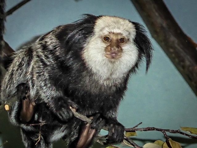 Checking me out - Geoffrey's Marmoset