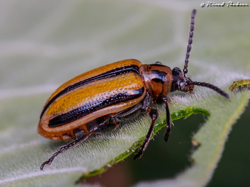 Three-Lined Lema Beetle