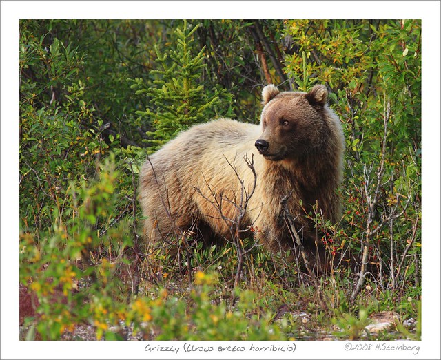 Grizzly, Alaska