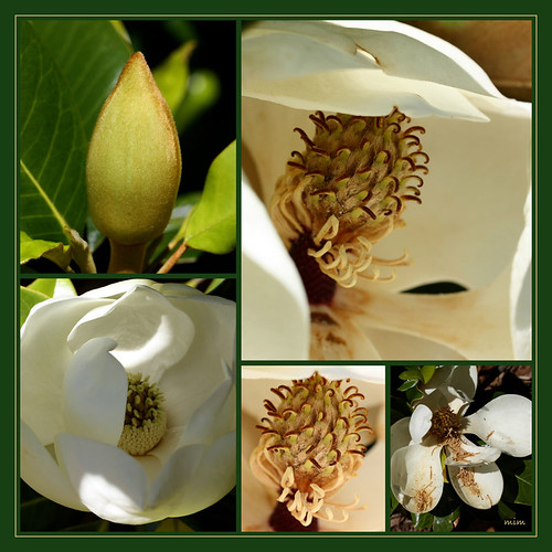 southern magnolia life cycle | copyright © Mim Eisenberg/mim… | Flickr