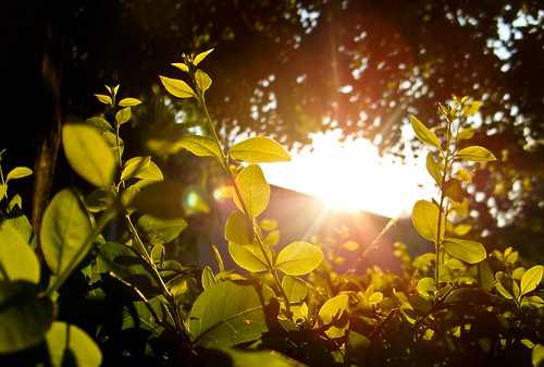 trees sunset bush lexington kentucky flare leafs twigs sunbeams wbcontrast