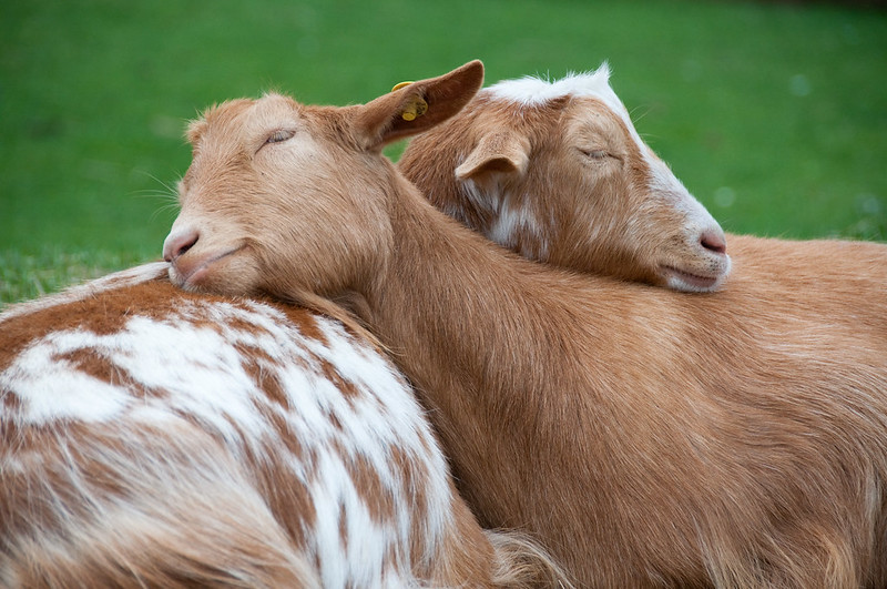 Let Sleeping Goats Lie