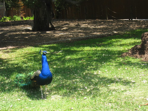 Peacock! | by melbeans!