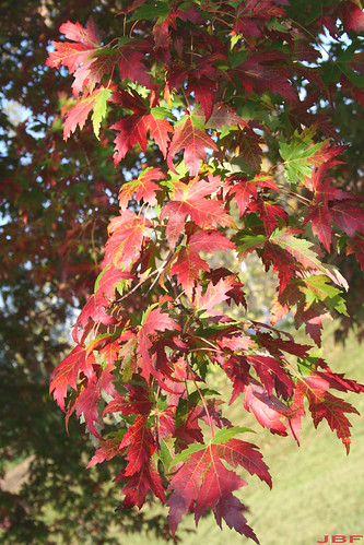 Acer x freemanii 15 | by My Morton Arboretum Images