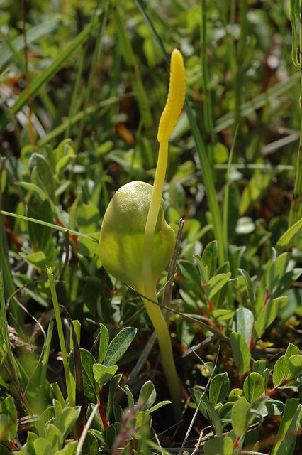 Ophioglossum vulgatum (Southern adderstongue / Addertong) 0879