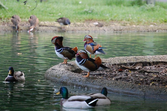 Mandarin Ducks, Marwell Zoo