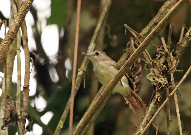 Scaly-crowned Babbler, Danum Valley, Borneo