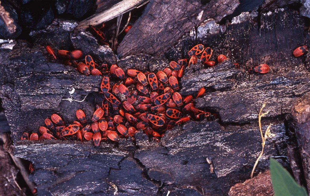 Greebles Insect Grenadier beetles | These colourful insects appear in their … | Flickr