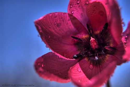 pink blue red sky flower wet water floral garden droplets spring stem tulip piiston