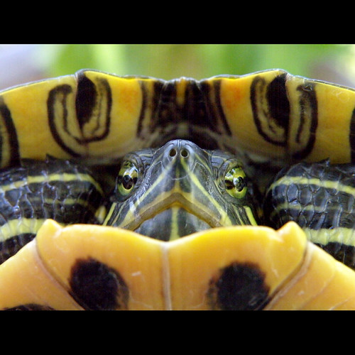nature turtle reptile skopelos freshwater terrapin malaclemysterrapin bonnyshell skopelosnet