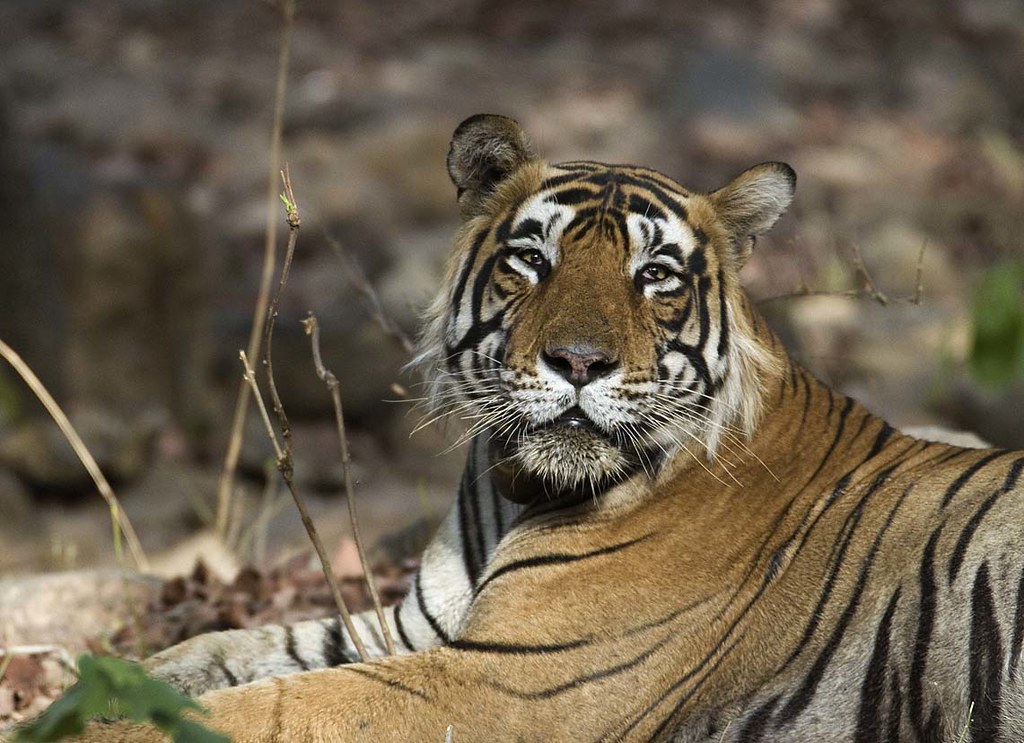 -‌ Stijlvolle ​badkamerontwerpen met ‌Tiger in het ​zwart