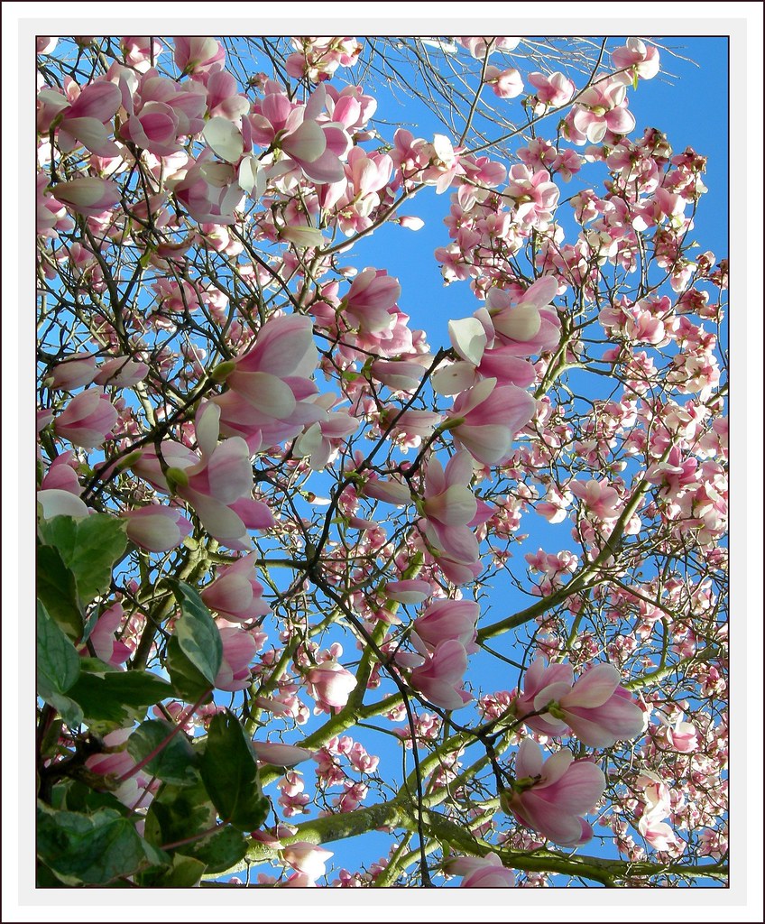 Sky & flowers by AvóQuéu