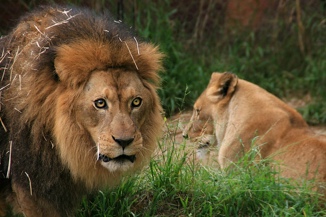 The Lion and His Lioness