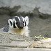 Flickr photo 'badger' by: canopic.