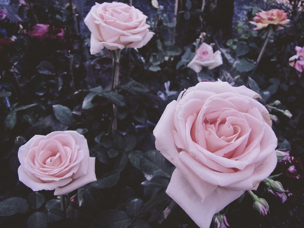 Flickr Rosa 157 Rosas | Flickr
