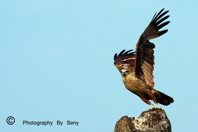 Eagle / Brahmny kite