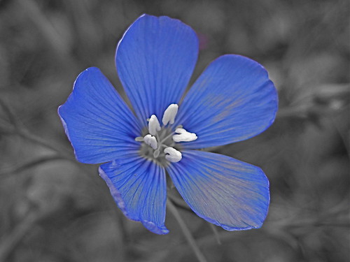 Blue Color Cut Out On a Flax Flower by MidiMacMan