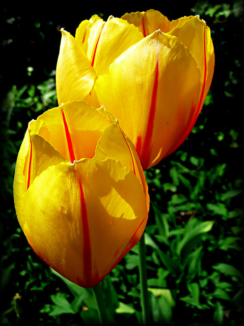 yellow_tulips