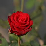 Rosa de Mexico