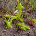 Flickr photo 'Marsh club moss - Lycopodiella inundata' by: Chris_Moody.