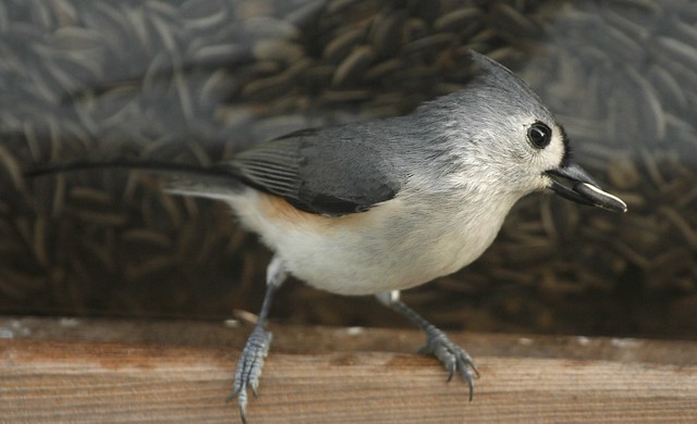 Titmouse With Seed