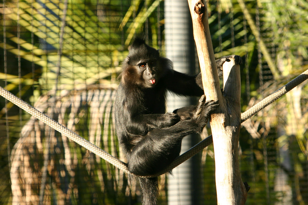 Monkey Blowing Raspberry Monkey giving the raspberry | dalvenjah | Flickr