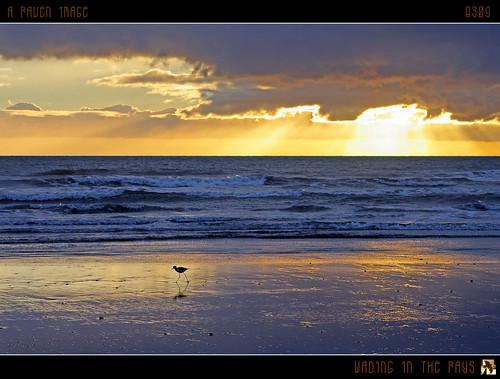 ocean blue sunset sea newzealand sky sun beach clouds reflections geotagged gold surf seagull gull rays sunrays lightrays kapiticoast wadingbird otakibeach dancinggull tomraven geo:lon=175119925 aravenimage geo:lat=40730153 q309