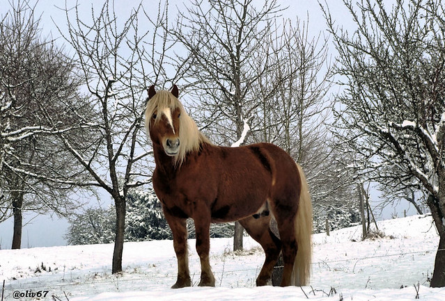cheval dans la neige triembach