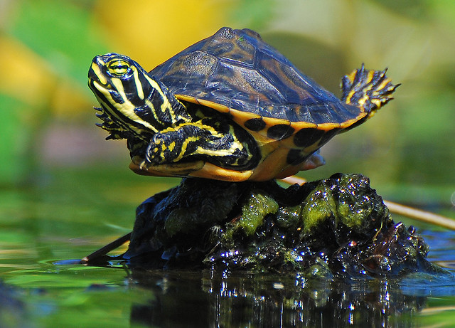 baby turtle balancing act