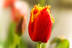 Tulips and Dew