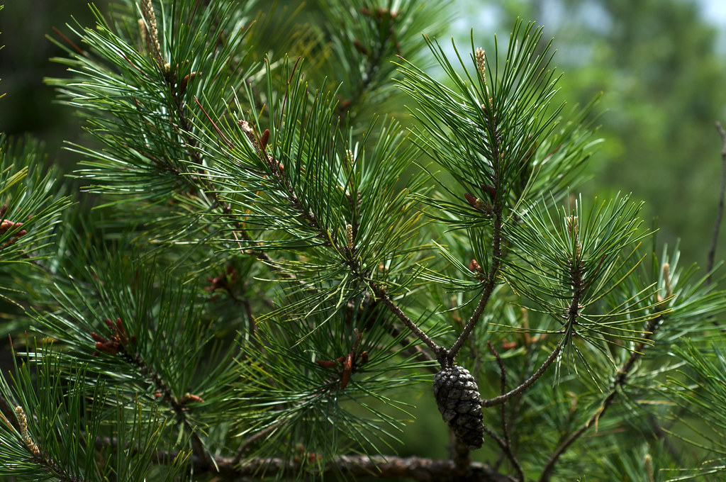 Хвойные ru. Сосна короткохвойная. Pinus echinata. Сосна Эльдарская. Сосна ладанная.