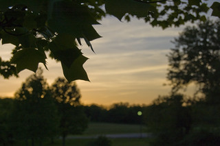 Leaves at Sunset
