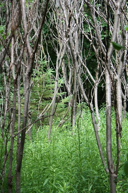 Dead trees, Boyd Conservation Park
