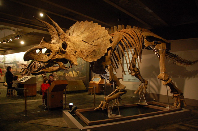 Museum of Science: Fossilized triceratops, 