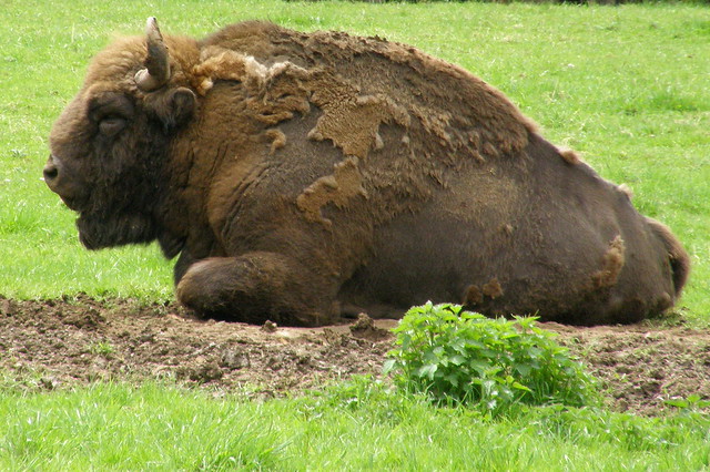 Bison bonasus (European bison / Wisent, Europese bizon)