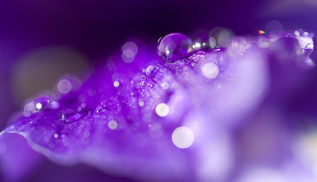 Iris and Raindrops2 by linlaw39