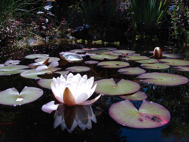 The 4th waterlily and one coming
