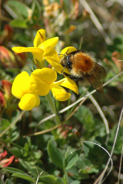 Yellow Trefoil and Bee, Shapinsay
