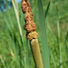Flickr photo 'Broad-leaved Cattail' by: pchgorman.