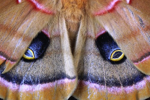 polyphemus moth eye spots | The Polyphemus moth (Antheraea p… | Flickr
