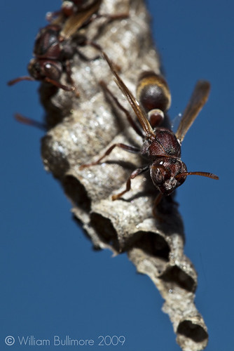 macro insect wasp au australia brisbane queensland hive