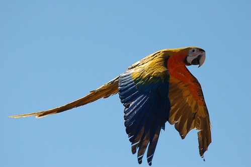 macaw training (3) by BirdTricks, To see our birds flying outside visit us on youtube and view our Freestyle Flyer Webisodes; <a href=